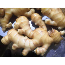2020 New Crop Fresh Ginger Organic Ginger From China High Quality with Gap Certificate